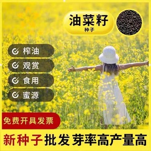 油菜花籽种子彩色观赏高产食用榨油杂交种子非转基因花海景观耐寒