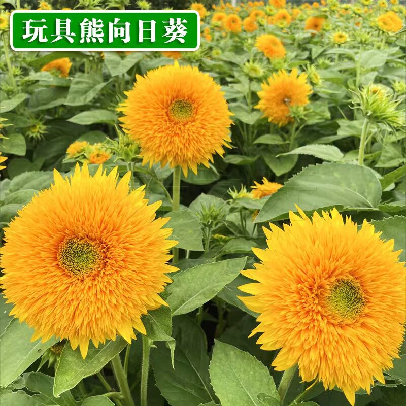 玩具熊迷你观赏向日葵种子光辉岁月黑心切花食用油葵花种籽子阳台