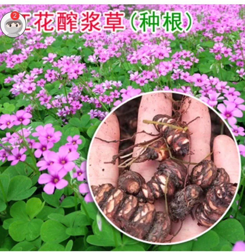 红花炸酱草多年生种根耐寒酢浆草红花草矮生工程绿化紫花草种球