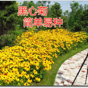 黑心菊种子耐寒绿化花籽花海庭院盆栽花种子金光菊春秋播种多年生