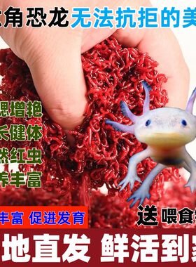 六角恐龙饲料金鱼火龙鱼锦鲤活体血红线虫红虫活体营养蝾螈鱼粮