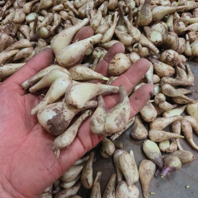新鲜现挖茭头农家自种四川生荞头叫头可泡菜无叶没根藠头坏单包赔
