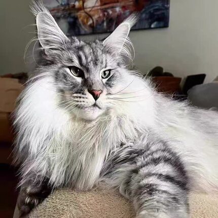 缅因猫幼猫纯种银虎斑俄罗斯巨型猫咪活体烟灰黑棕银虎斑宠物猫