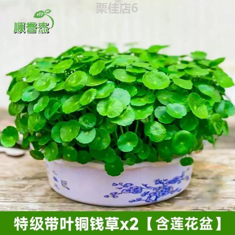 花器招财莲养植创意花卉养活水仙[绿植好用碗花草桌面金钱草养家 鲜花速递/花卉仿真/绿植园艺 月季/蔷薇/玫瑰 原图主图