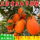 正宗重庆奉节脐橙10斤橙子新鲜大果纽荷尔椭圆形产地直发精选水果