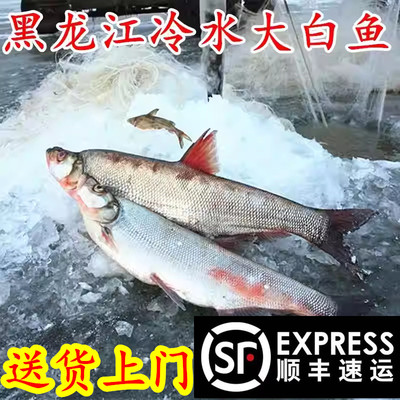 大白鱼整条抚远岛子鱼