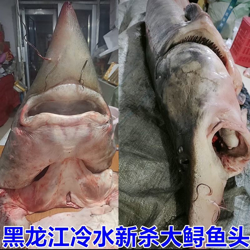 鲟鳇鱼鱼头黑龙江抚远特产鲟龙鱼