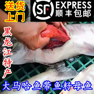 黑龙江抚远特产大马哈鱼新鲜带籽母鱼速冻马哈鱼整条顺丰包邮