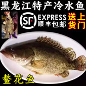 包邮 鳜鱼鳌花鱼桂花鱼熬花东北黑龙江特产冷水新鲜淡水鱼特价 顺丰