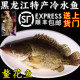 包邮 鳜鱼鳌花鱼桂花鱼熬花东北黑龙江特产冷水新鲜淡水鱼特价 顺丰