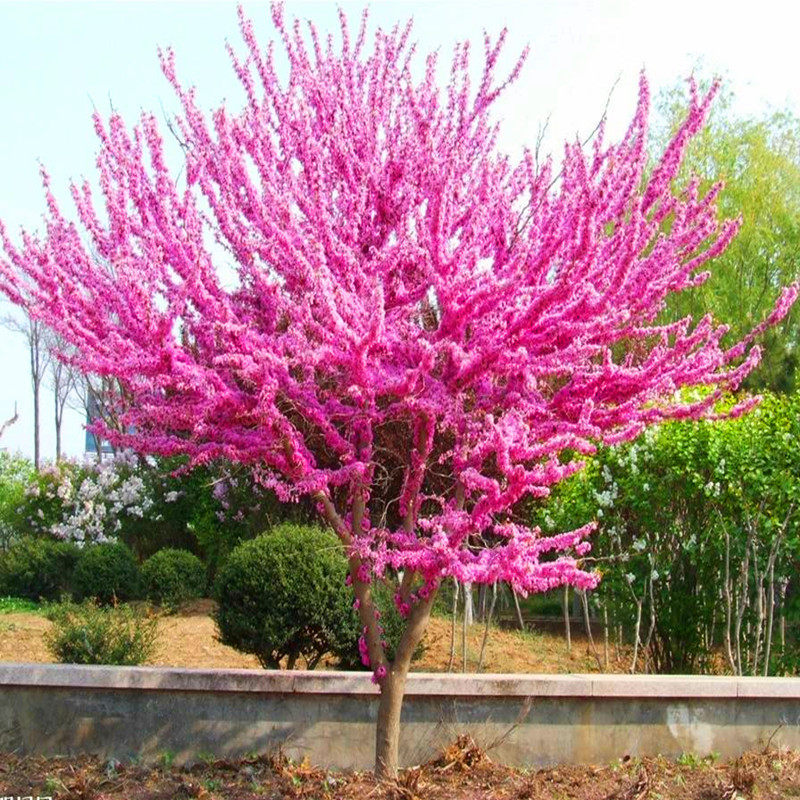 紫荆花树苗丛生紫荆树苗耐寒风景树园林别墅庭院名贵绿化巨紫荆树