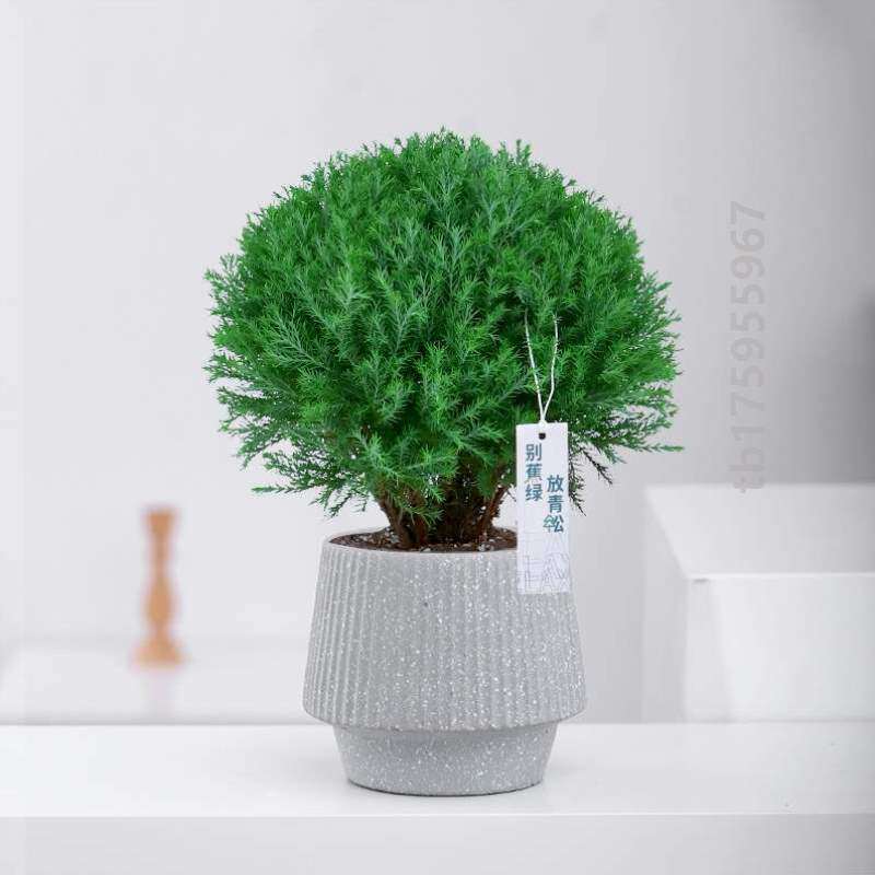 心森岚雾凇招财桌面老桩绿植小盆景室内办公室雾松放青松植物盆?