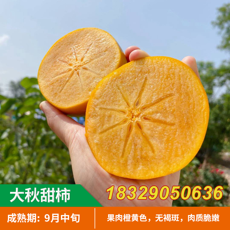 新品种柿子树苗大秋甜柿苗嫁接太秋脆柿子树苗当年结果南北方种植
