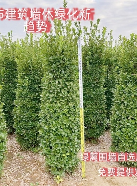 丛生北海道大叶黄杨树苗绿篱冬青工程绿化四季常青不落叶庭院围墙