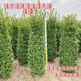 丛生北海道大叶黄杨树苗绿篱冬青工程绿化四季常青不落叶庭院围墙