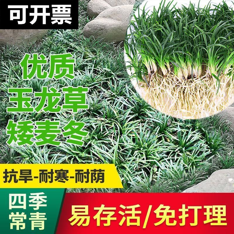 日本玉龙草矮麦冬草玉龙草苗草皮花卉种植苗苗子种苗盘苗绿植植物图片