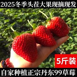 5斤装丹东大草莓九九草莓东港草莓99草莓孕妇新鲜水果现摘现发