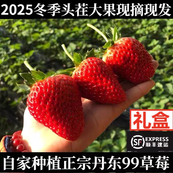 3斤装新鲜大草莓丹东99草莓东港牛奶九九草莓久久奶油红颜马家岗