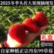 3斤装 新鲜大草莓丹东99草莓东港牛奶九九草莓久久奶油红颜马家岗