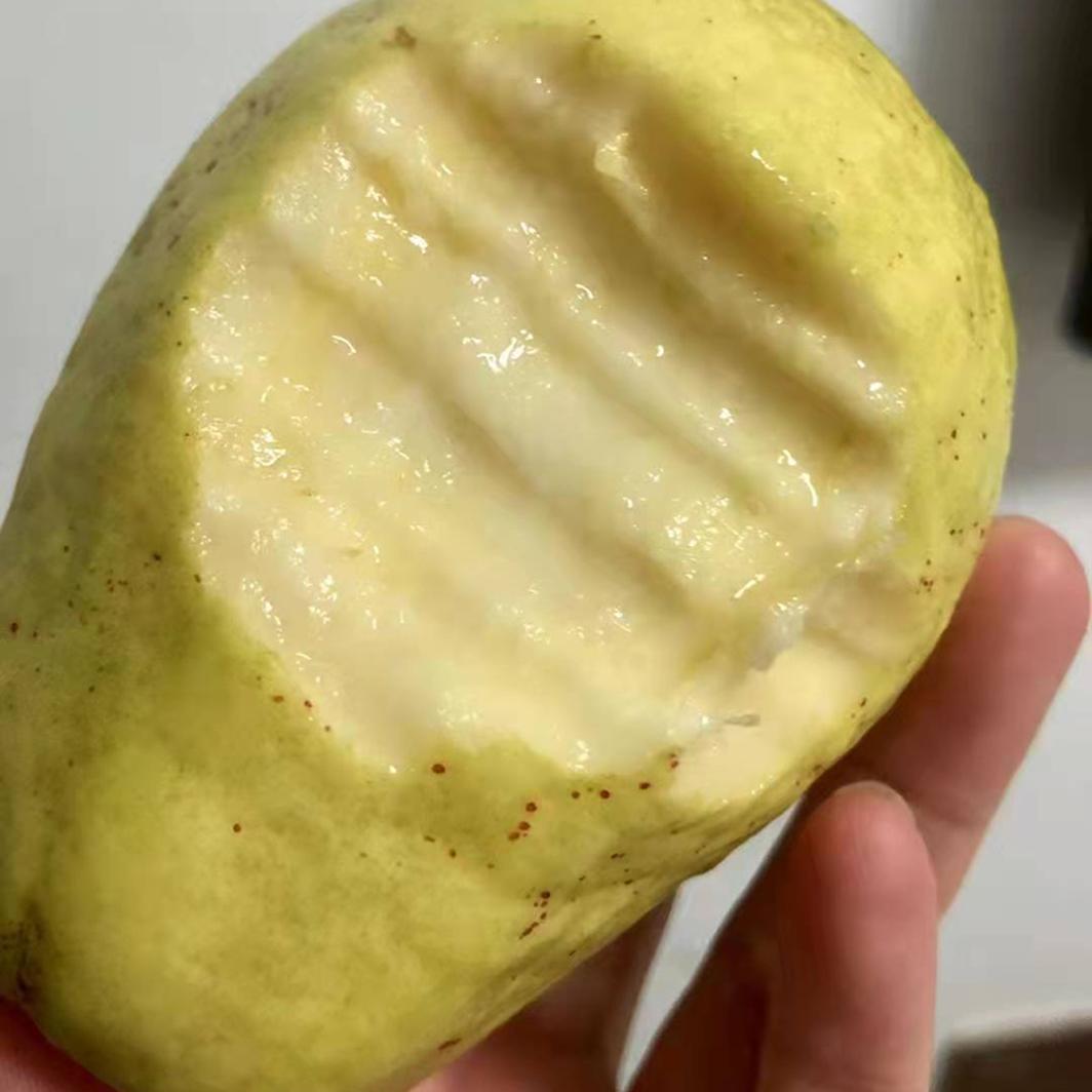 树上熟奶油芭乐放软吃香甜软糯