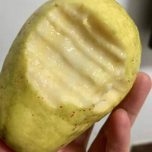 树上熟奶油芭乐放软吃香甜软糯