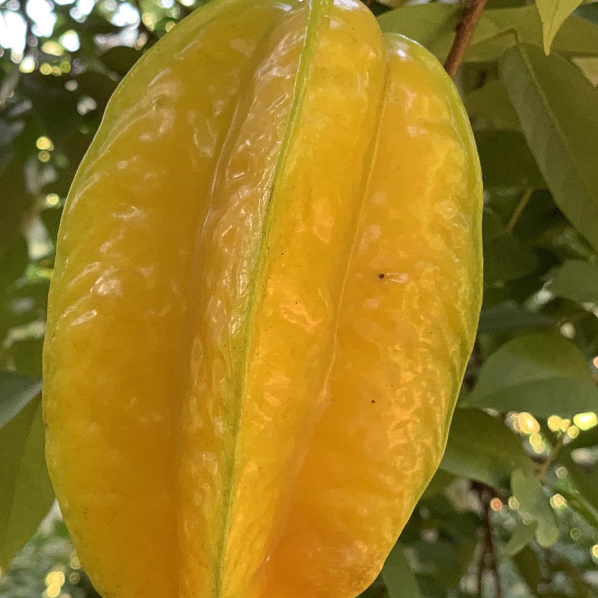 福建树熟杨桃4.5-5斤 五年口碑甜杨桃 清甜无酸无涩送酸梅粉顺丰,水产肉类/新鲜蔬果/熟食,杨桃,淘宝优惠券,粉丝福利购,淘宝优惠卷