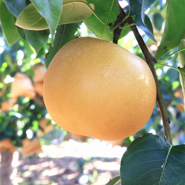 植物君优选山东秋月梨4.5-5斤 精品超大果礼盒 新鲜现摘应季水果