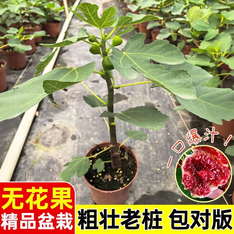 无花果花卉绿植盆栽苗阳台花卉庭院可以食用吃好养四季耐热绿植物