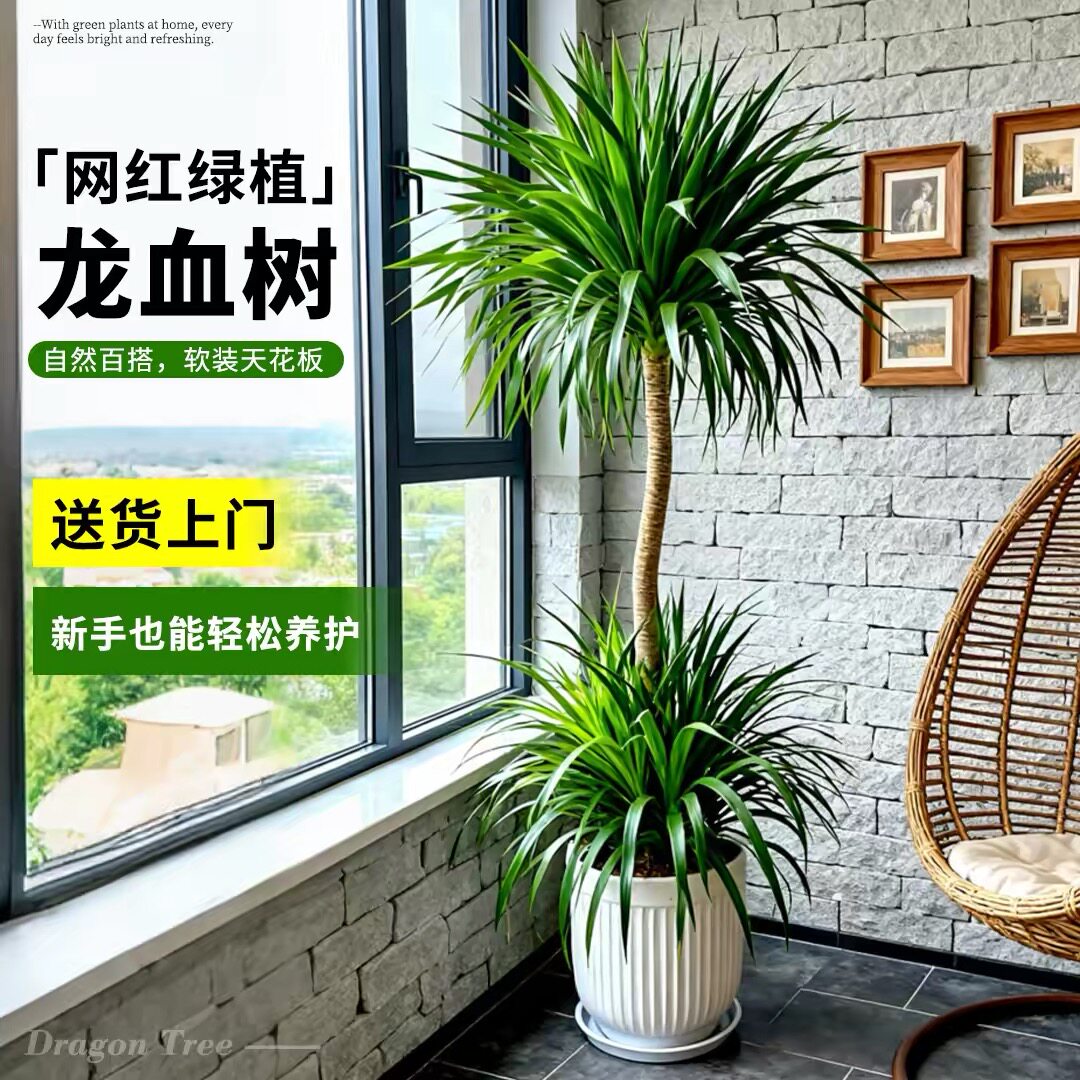 双层龙血树龙须树办公室内落地客厅造型乔迁送礼别墅大型绿植盆景