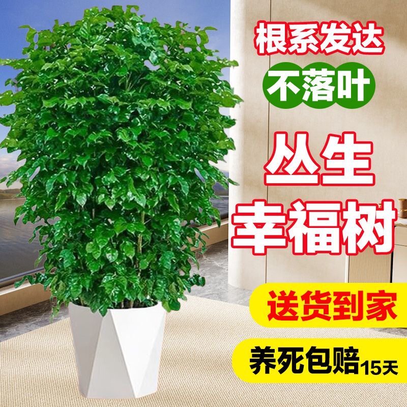 幸福树盆栽客厅易成活大颗净化空气绿植好养平安树开业乔迁平安树
