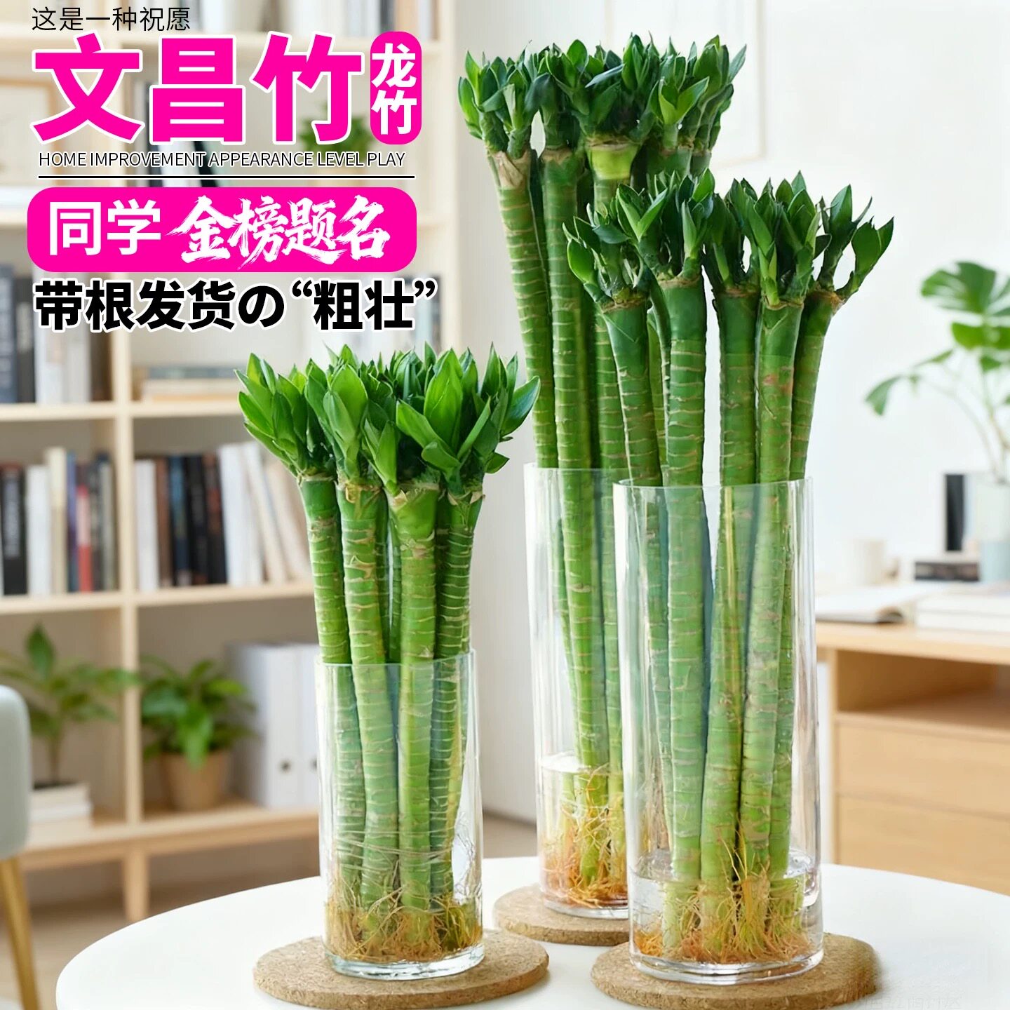 带根文昌竹富贵竹龙竹水培植物观音竹桌面室内客厅盆栽绿植好养活