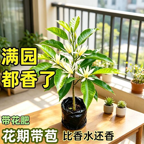 白兰花盆栽带花苞黄角玉兰花树阳台庭院造型盆景室内四季开花植物