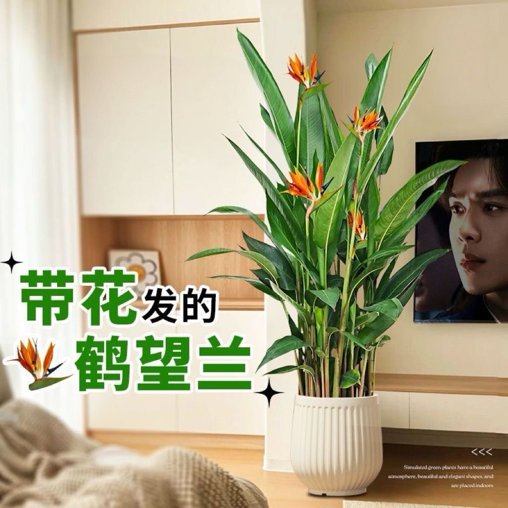 鹤望兰天堂鸟绿植带花苞客厅办公室内大型植物盆栽落地好养活四季