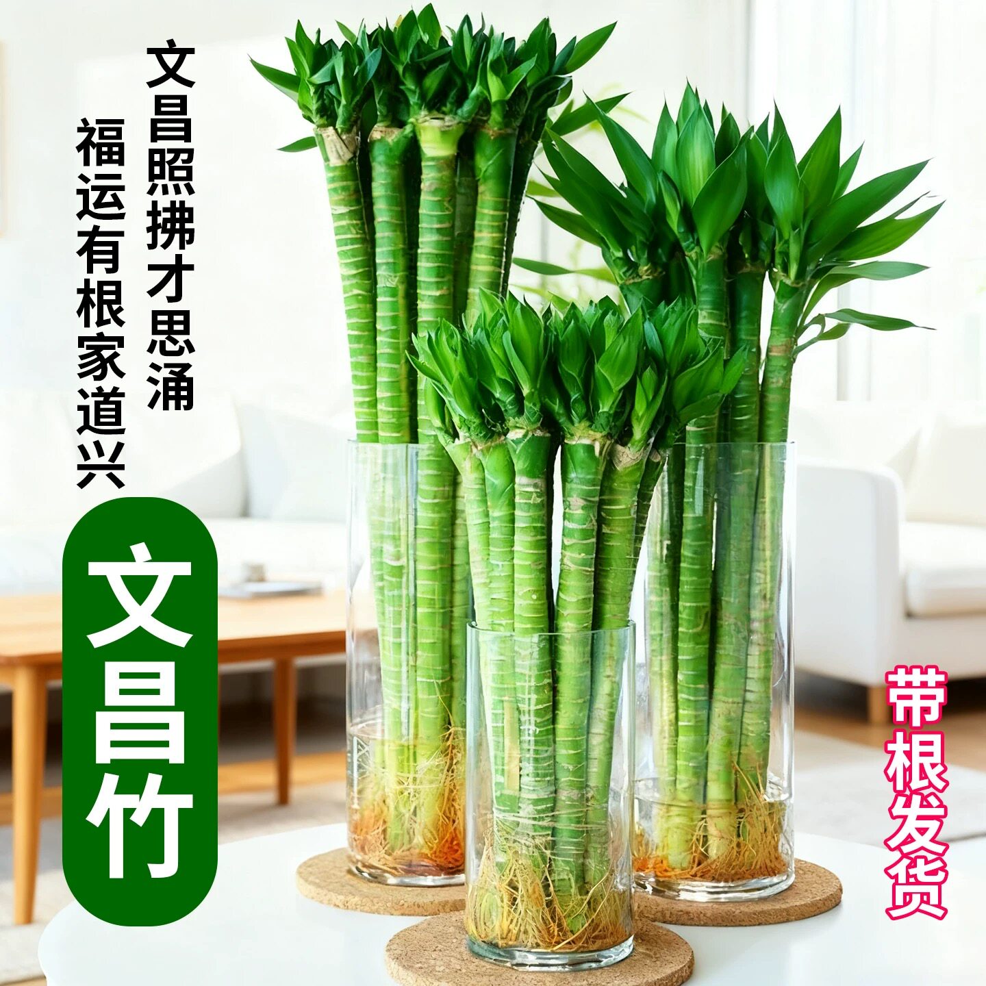 带根文昌竹富贵竹龙竹水培植物观音竹桌面室内客厅盆栽绿植好养活