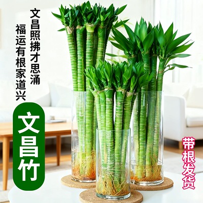 带根文昌竹富贵竹龙竹水培植物观音竹桌面室内客厅盆栽绿植好养活