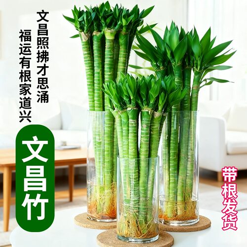 带根文昌竹富贵竹龙竹水培植物观音竹桌面室内客厅盆栽绿植好养活