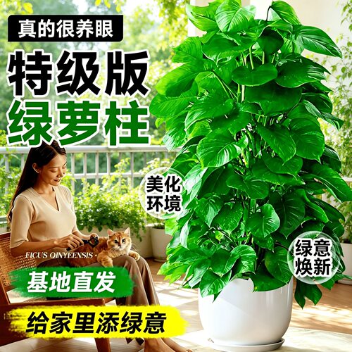 大叶绿萝柱客厅楼梯办公乔迁送礼摆件新房净化空气特大型绿植好养
