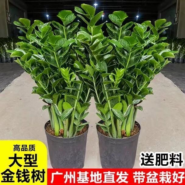 金钱树盆栽大绿植发财树落地室内客厅办公室植物花卉绿植大棵客厅