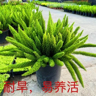 狐尾天门冬盆栽大苗室内阳台四季常青绿花卉庭院花镜植物造型摆件