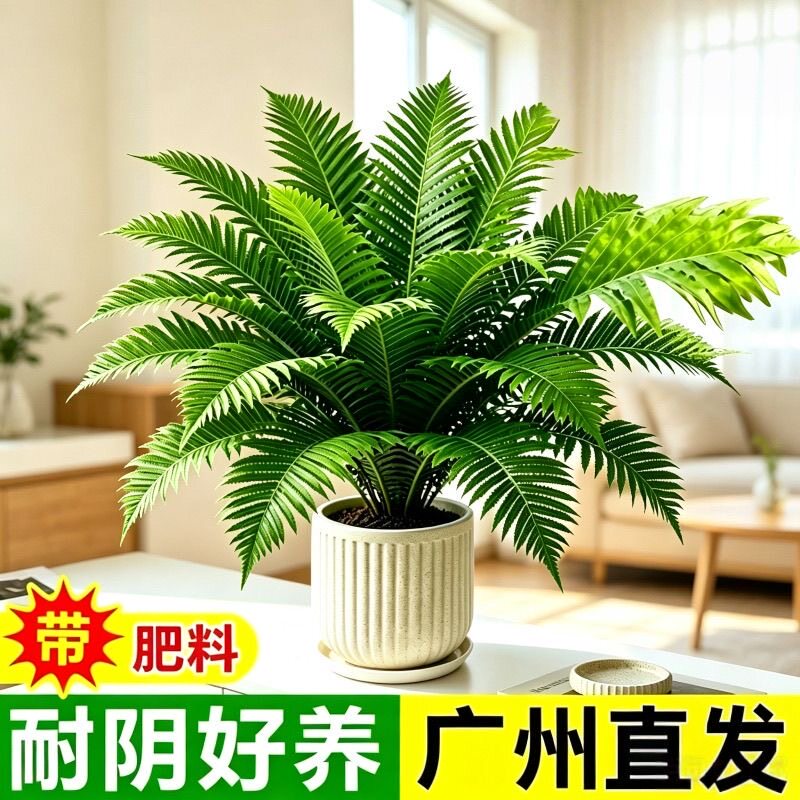 大叶富贵蕨波斯蕨盆栽室内外观叶蕨类植物客厅桌面四季招财绿植