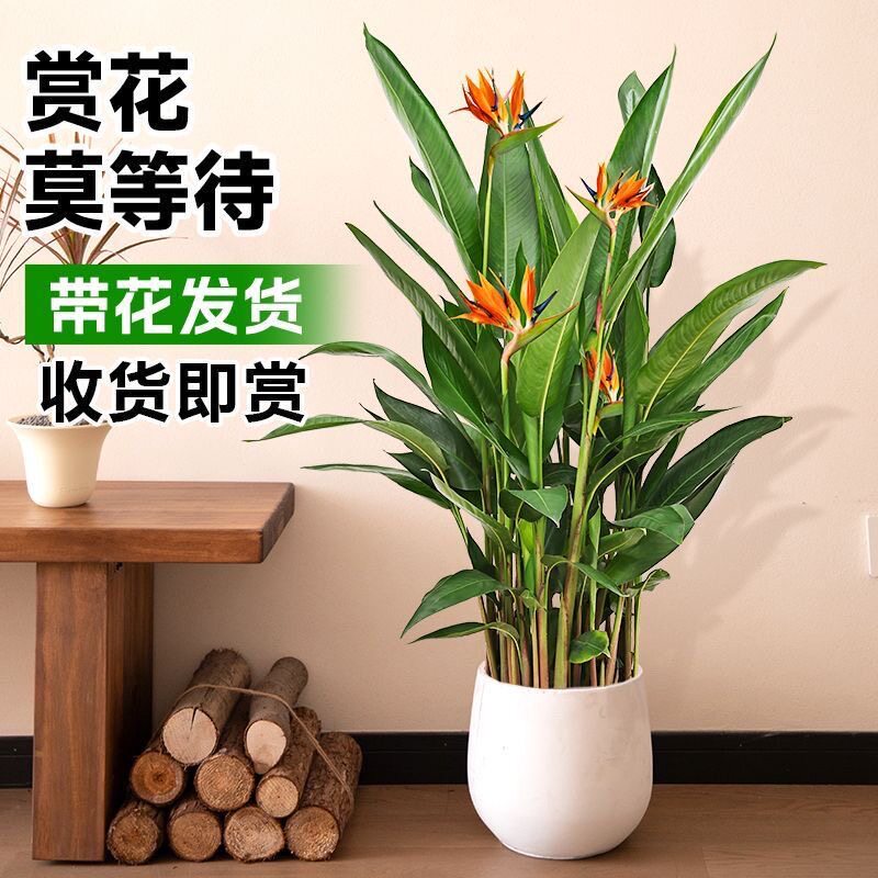 鹤望兰天堂鸟绿植带花苞客厅办公室内大型植物盆栽落地好养活四季