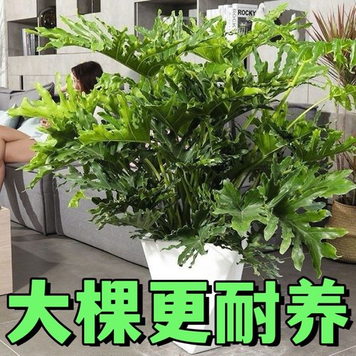 大型春羽盆栽室内绿植办公盆栽水培盆好养活水土养观叶植物景花卉