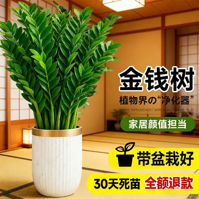 金钱树办公室盆栽高植物室内花卉客厅大绿植富贵钱串子招财发财树
