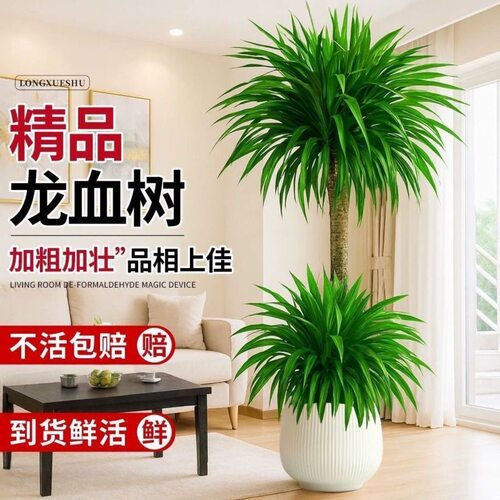 双头龙血树盆栽室内客厅办公室桌面绿植大花卉植物四季常青好养活