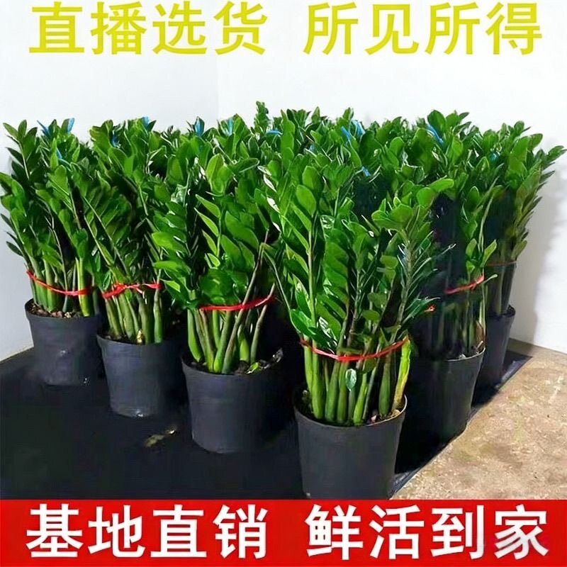 大盆金钱树盆栽植物摆件客厅好养办公室绿植大型钱串子招财装饰品