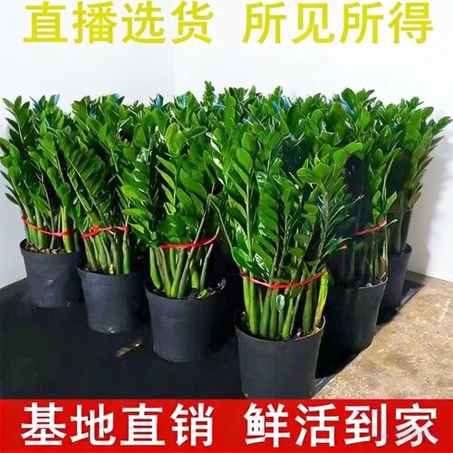 大盆金钱树盆栽植物摆件客厅好养办公室绿植大型钱串子招财装饰品