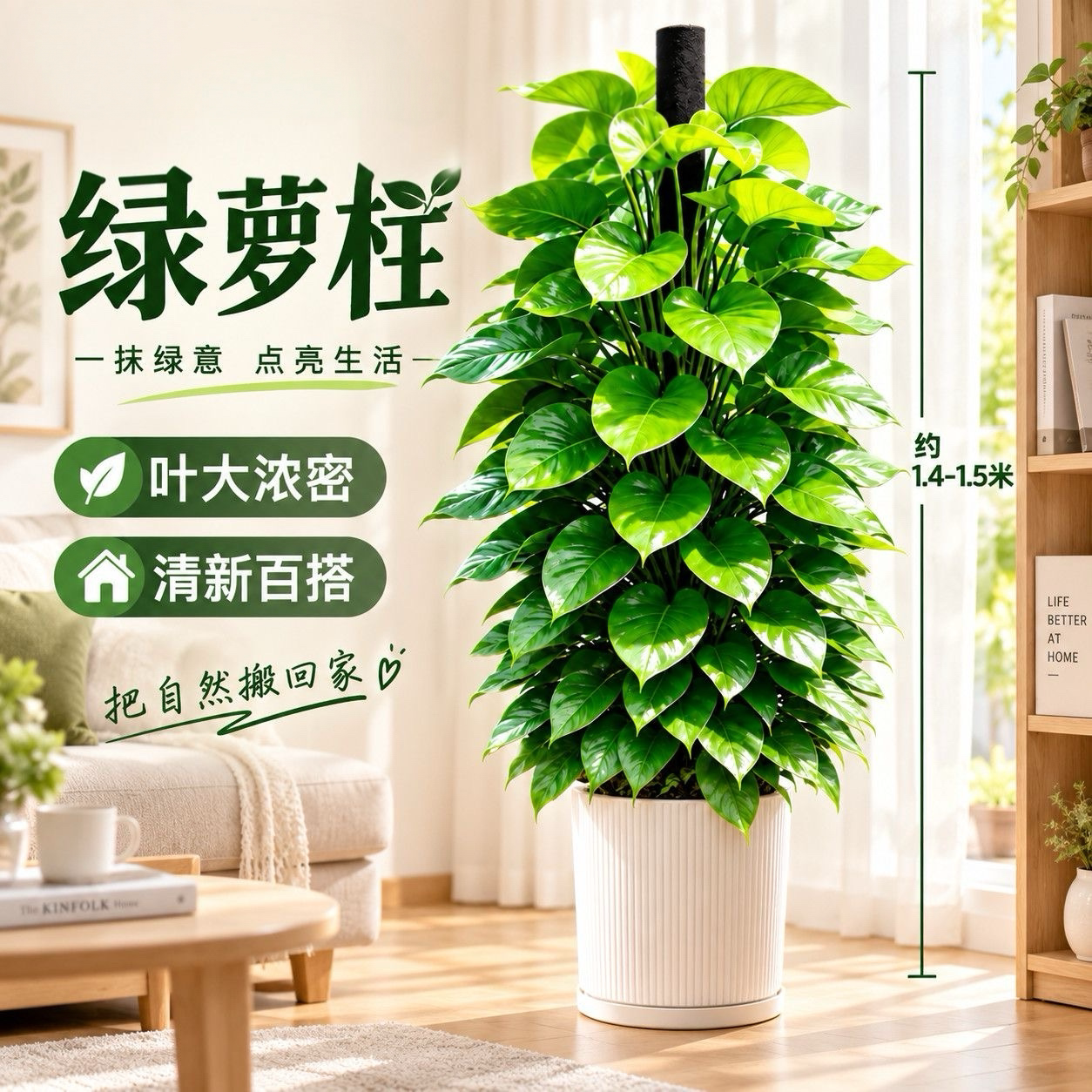 大叶绿萝柱盆栽吸甲醛大型绿植室内招财旺宅办公室绿箩客厅好养活
