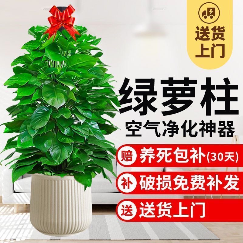 大叶绿萝柱盆栽客厅绿植室内吸甲醛净化空气办公室大型绿箩好养活
