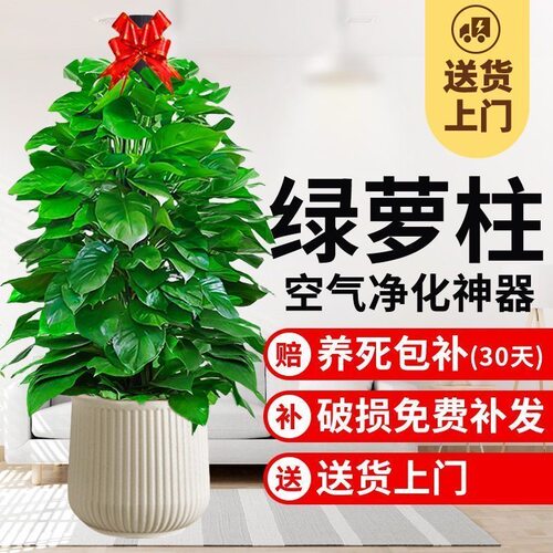 大叶绿萝柱盆栽客厅绿植室内吸甲醛净化空气办公室大型绿箩好养活