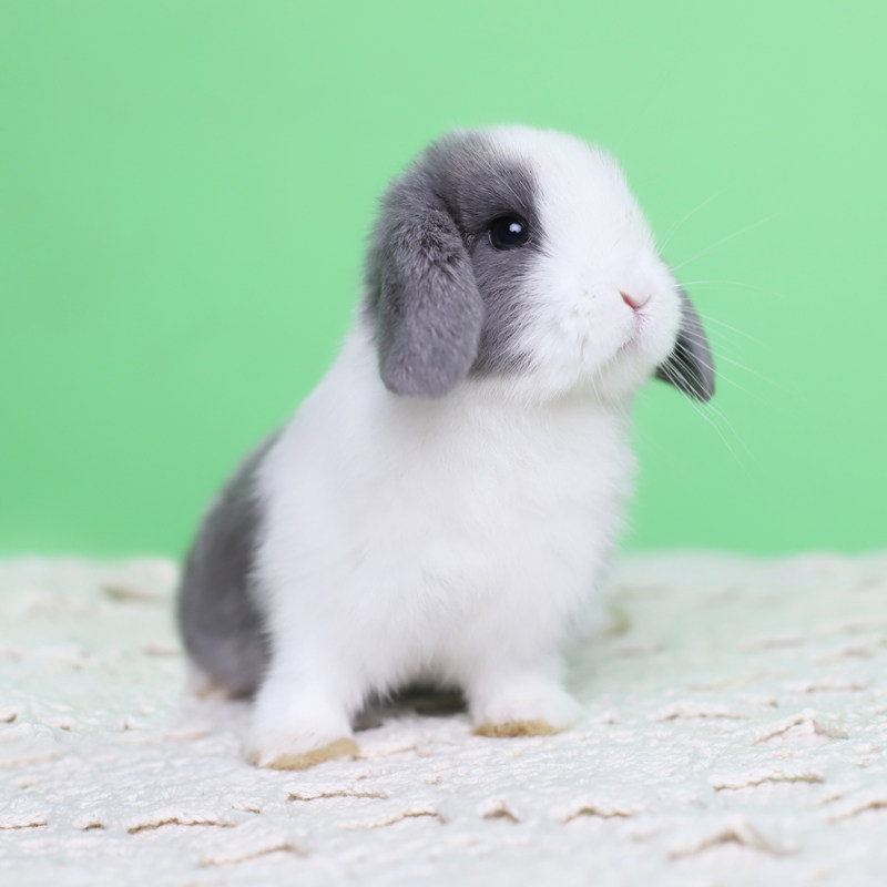 垂耳兔子活物进口双血统纯种荷兰道奇宠物侏儒小型适合宿舍小孩子
